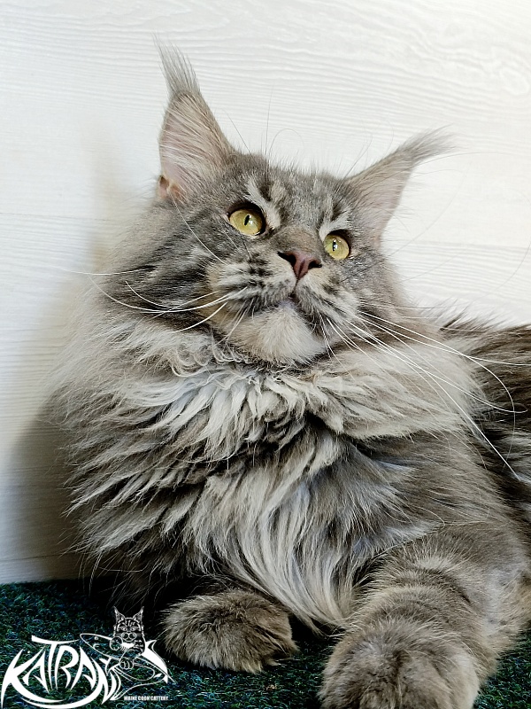 Katran Floyd - Adult maine-coon 1 year 5 months