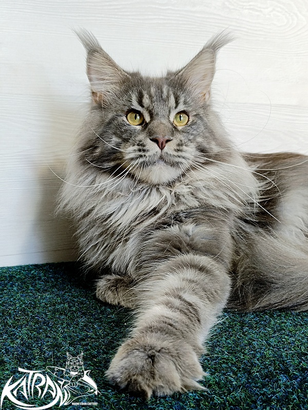 Katran Floyd - Adult maine-coon 1 year 5 months