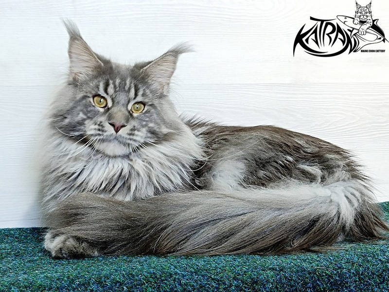 Katran Floyd - Adult maine-coon 1 year 5 months