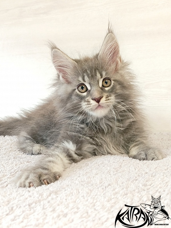 Katran Floyd - Kitten maine-coon 2 months