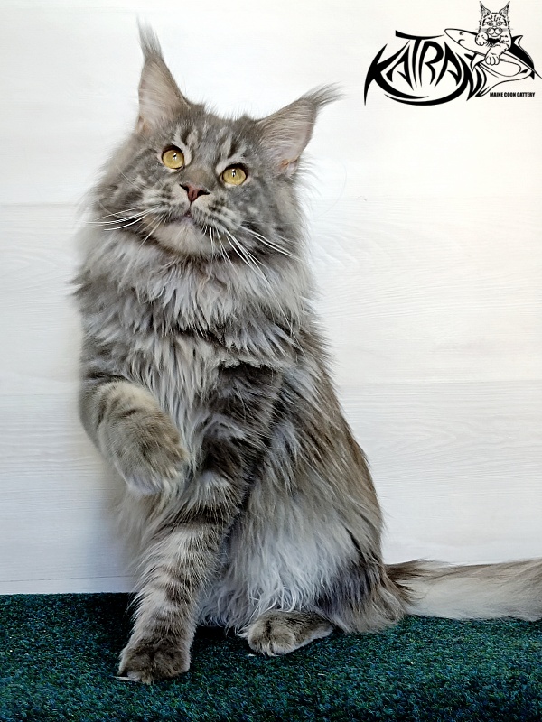 Katran Floyd - Adult maine-coon 1 year 5 months