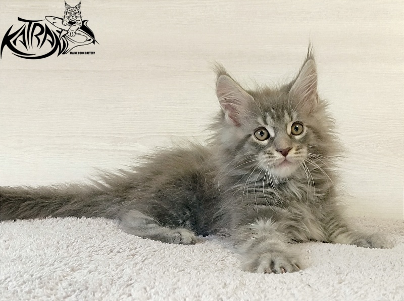 Katran Floyd - Kitten maine-coon 2 months