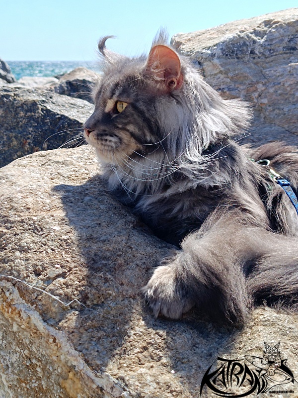 Katran Floyd - Adult maine-coon 2 years 1 month 0.5 weeks