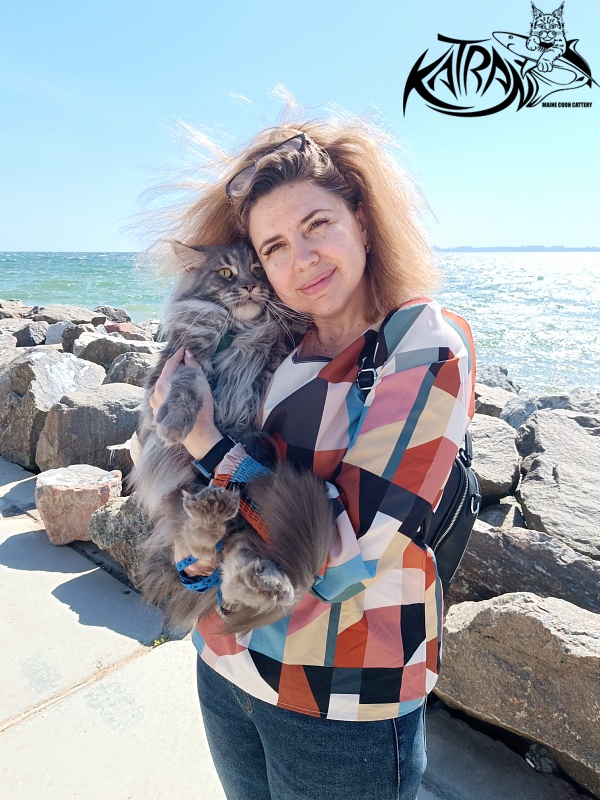 Katran Floyd - Adult maine-coon 2 years 1 month 0.5 weeks