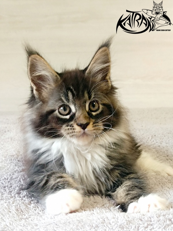 Katran Fleur - Kitten maine-coon 2 months