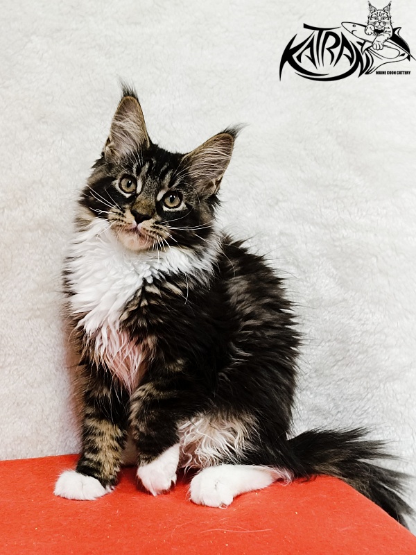 Katran Fleur - Kitten maine-coon 3 months 1.5 week