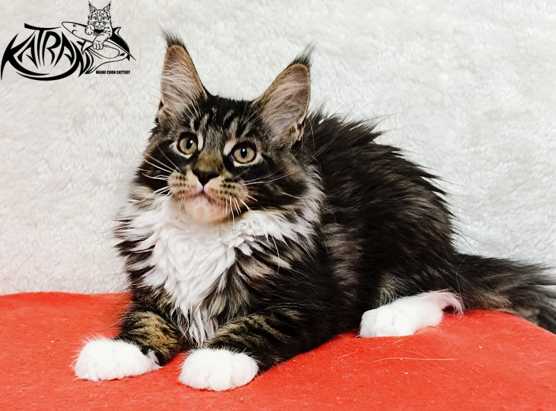 Katran Fleur - Kitten maine-coon 3 months 1.5 week