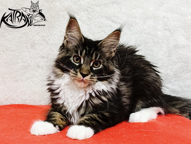 Katran Fleur - Kitten maine-coon 3 months 1.5 week