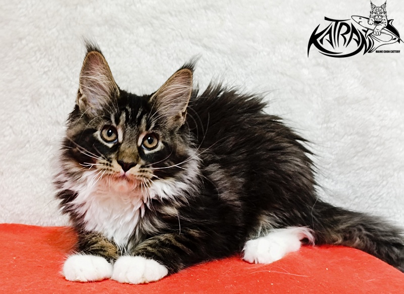 Katran Fleur - Kitten maine-coon 3 months 1.5 week