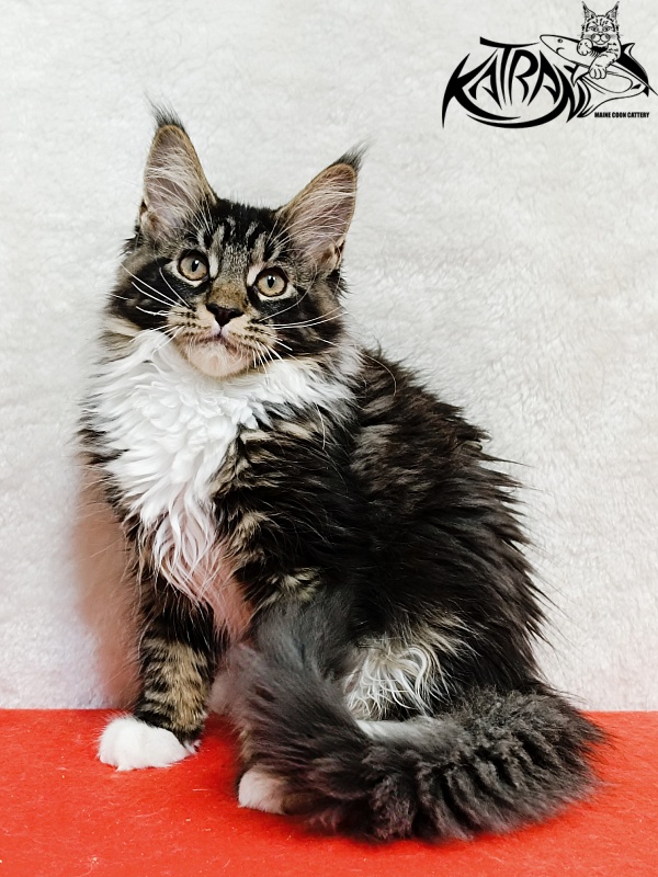 Katran Fleur - Kitten maine-coon 3 months 1.5 week