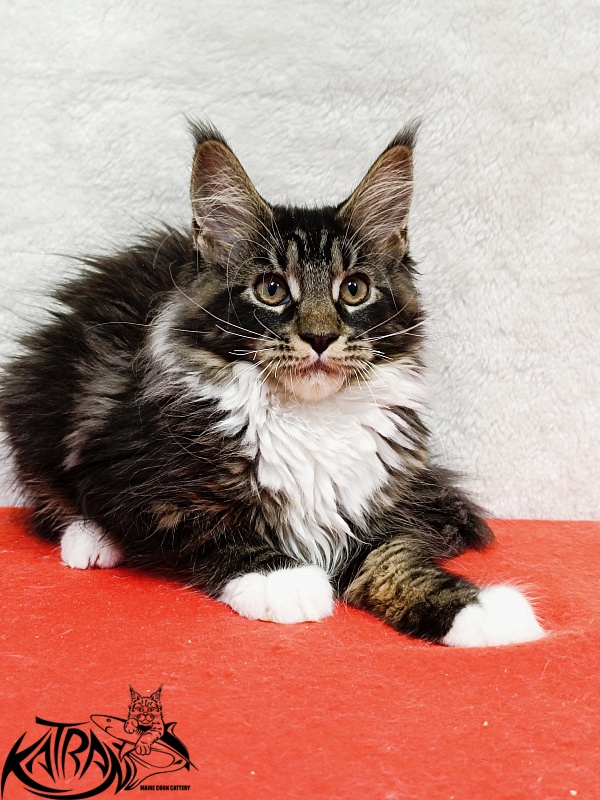 Katran Fleur - Kitten maine-coon 3 months 1.5 week