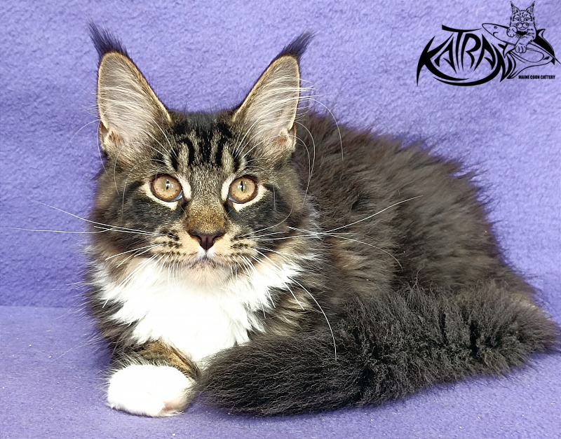 Katran Fleur - Kitten maine-coon 4 months