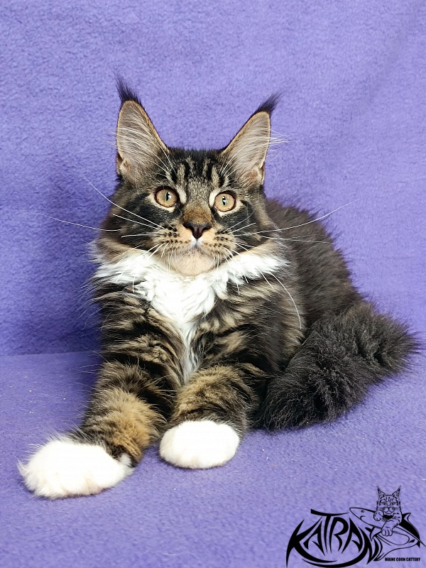 Katran Fleur - Kitten maine-coon 4 months