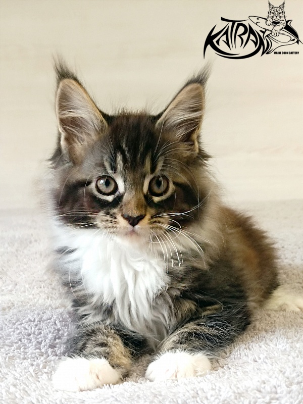 Katran Fleur - Kitten maine-coon 2 months