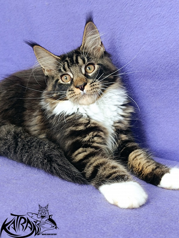 Katran Fleur - Kitten maine-coon 4 months