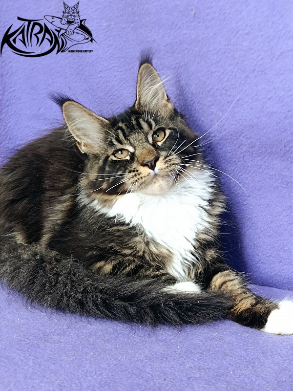 Katran Fleur - Kitten maine-coon 4 months