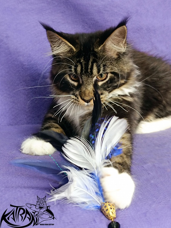 Katran Fleur - Kitten maine-coon 4 months