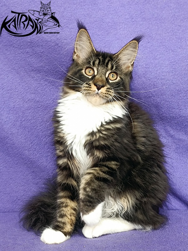 Katran Fleur - Kitten maine-coon 4 months