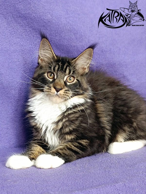 Katran Fleur - Kitten maine-coon 4 months