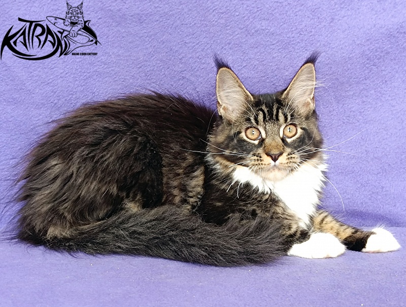 Katran Fleur - Kitten maine-coon 4 months