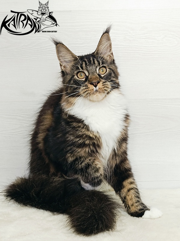 Katran Fleur - Kitten maine-coon 5.5 months