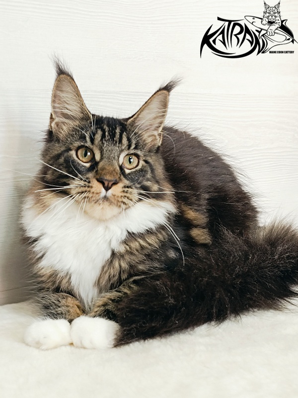 Katran Fleur - Kitten maine-coon 5.5 months