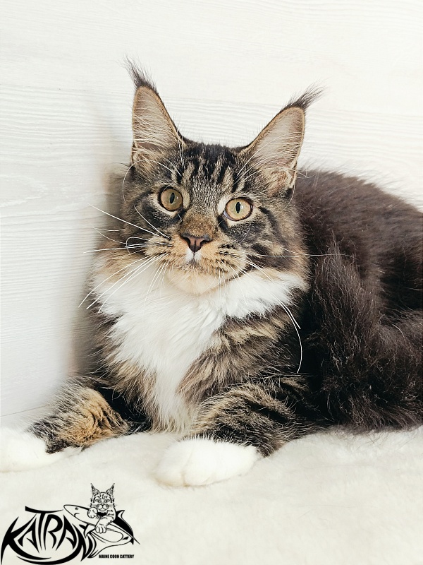 Katran Fleur - Kitten maine-coon 5.5 months