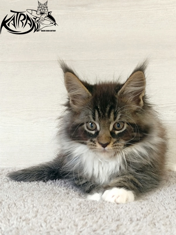 Katran Fleur - Kitten maine-coon 2 months
