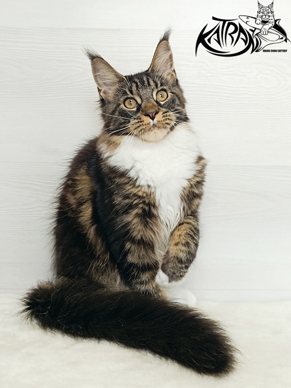 Katran Fleur - Kitten maine-coon 5.5 months