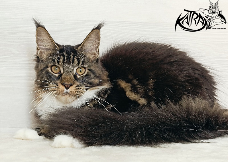 Katran Fleur - Kitten maine-coon 5.5 months