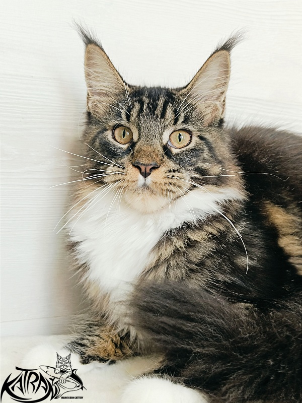 Katran Fleur - Kitten maine-coon 5.5 months
