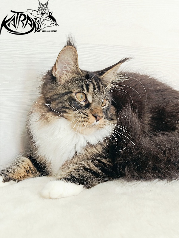 Katran Fleur - Kitten maine-coon 5.5 months