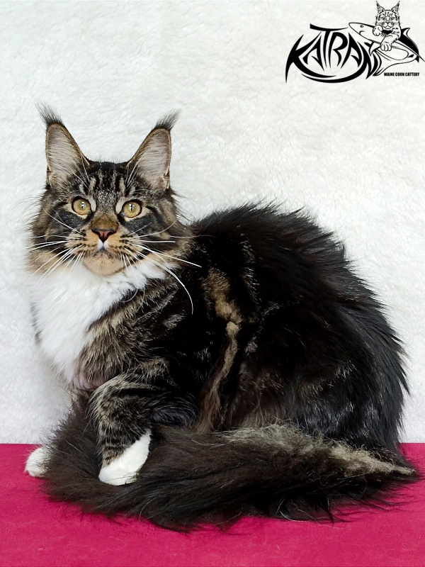 Katran Fleur - Junior maine-coon 7 months