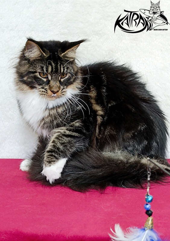 Katran Fleur - Junior maine-coon 7 months