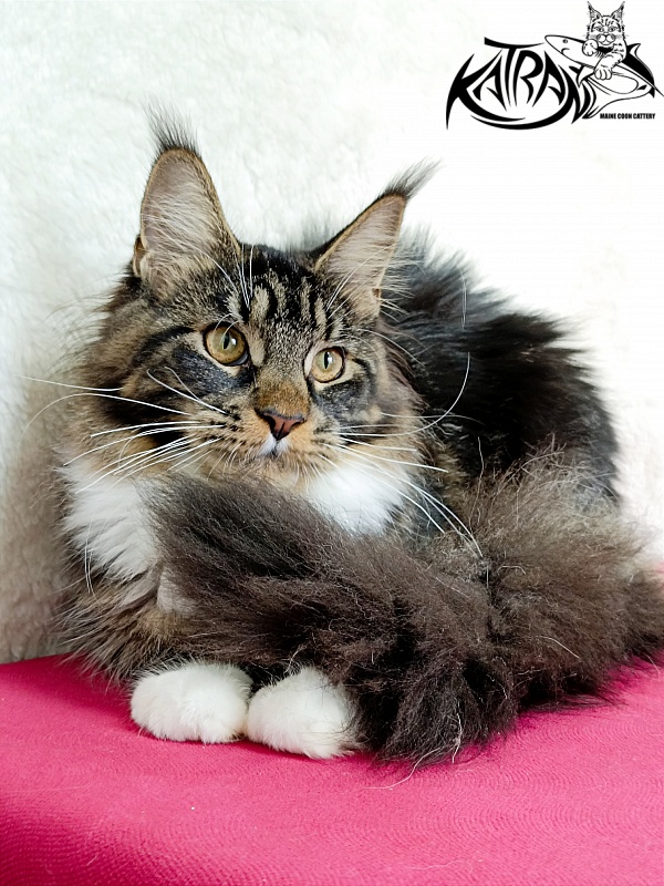 Katran Fleur - Junior maine-coon 7 months