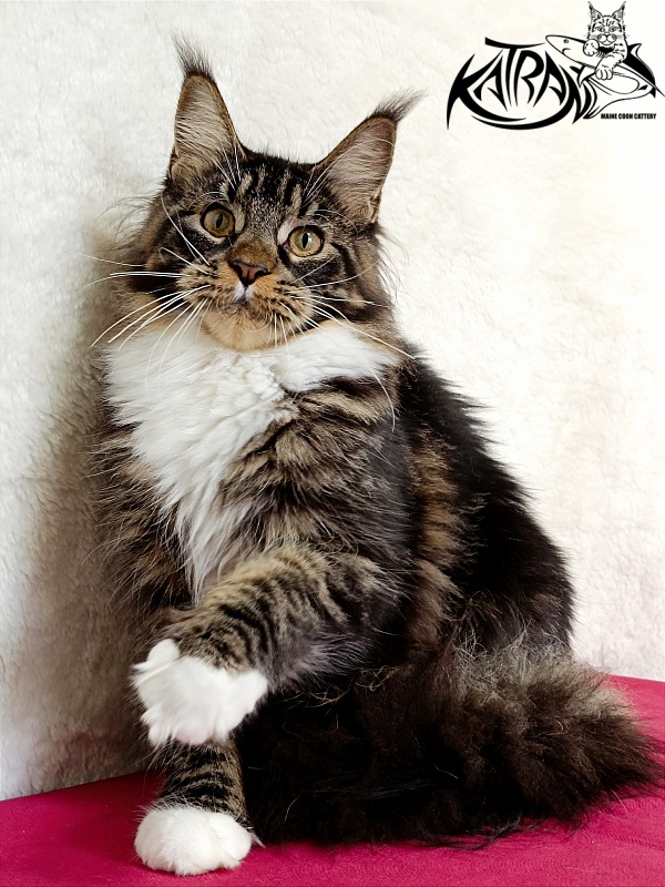 Katran Fleur - Junior maine-coon 7 months