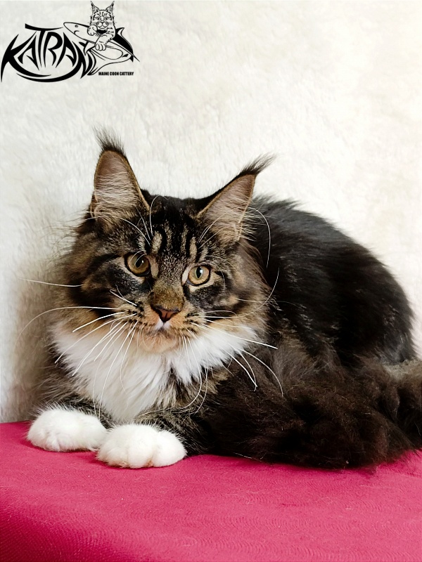 Katran Fleur - Junior maine-coon 7 months