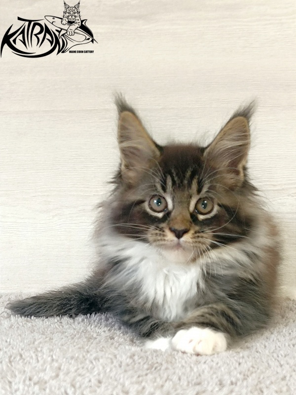 Katran Fleur - Kitten maine-coon 2 months
