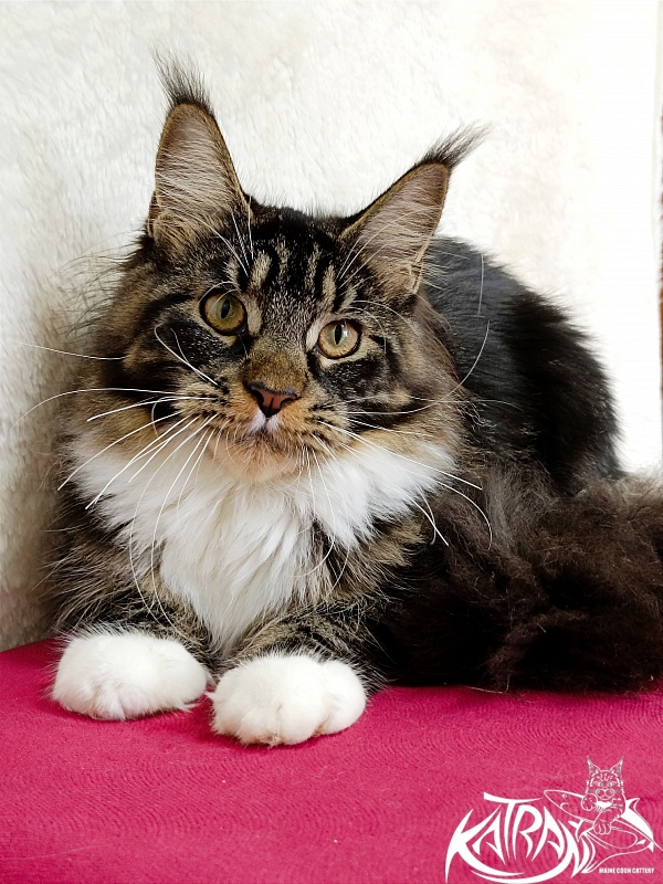 Katran Fleur - Junior maine-coon 7 months