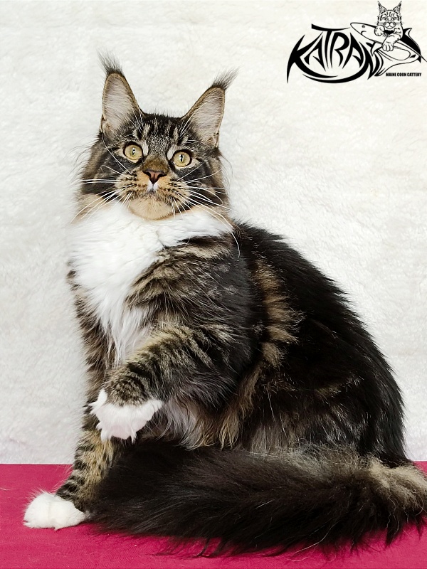 Katran Fleur - Junior maine-coon 7 months