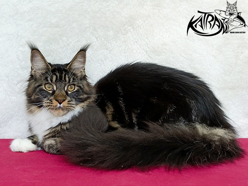 Katran Fleur - Junior maine-coon 7 months
