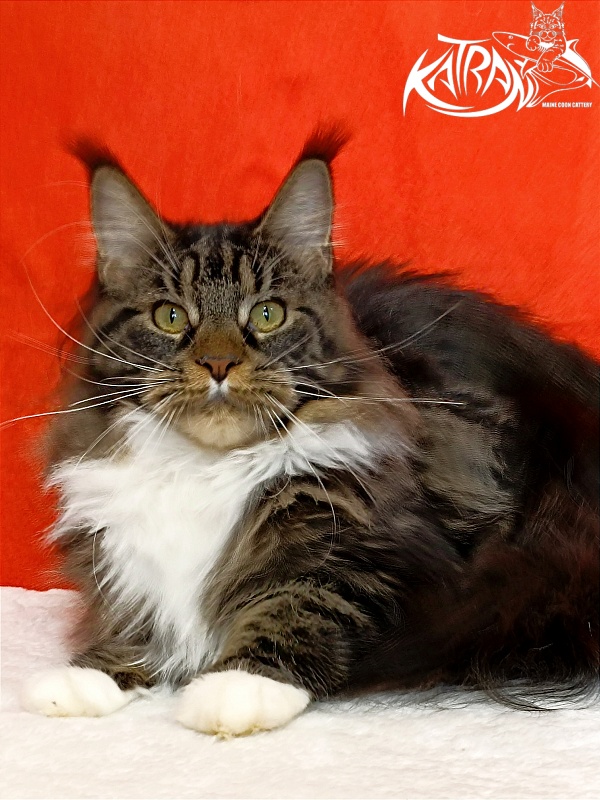 Katran Fleur - Junior maine-coon 9 months
