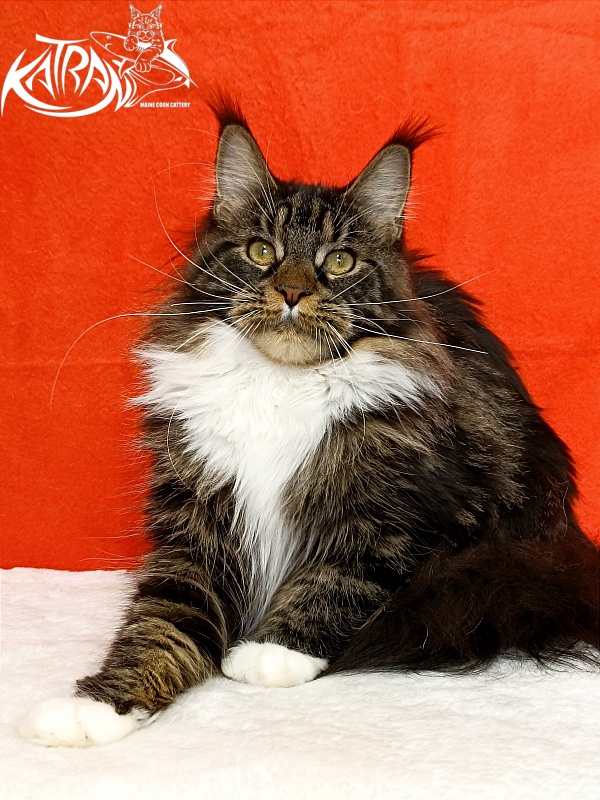 Katran Fleur - Junior maine-coon 9 months