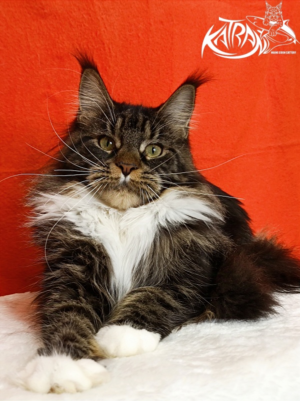 Katran Fleur - Junior maine-coon 9 months