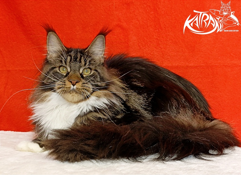 Katran Fleur - Junior maine-coon 9 months