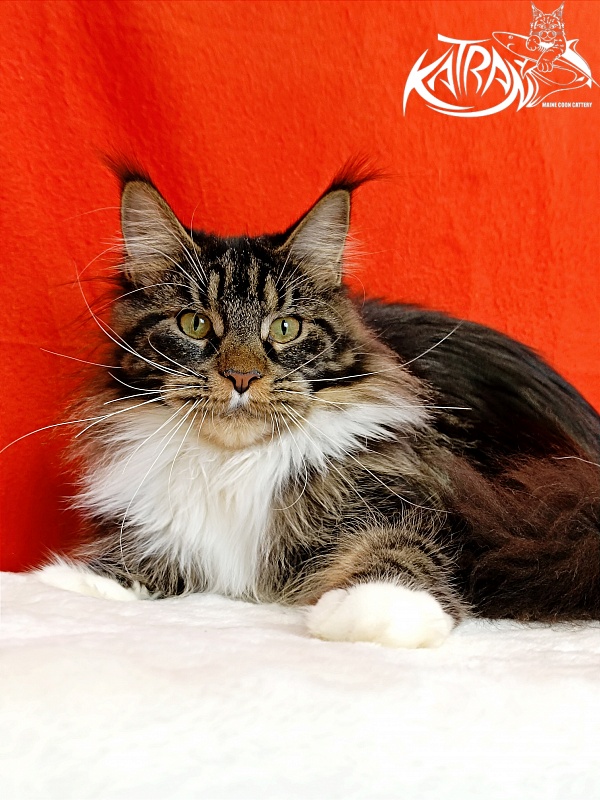 Katran Fleur - Junior maine-coon 9 months