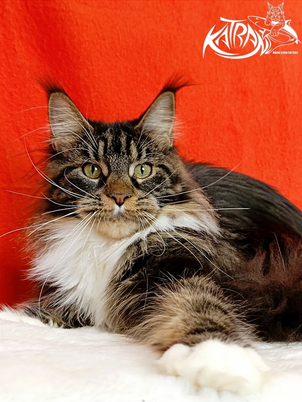 Katran Fleur - Junior maine-coon 9 months