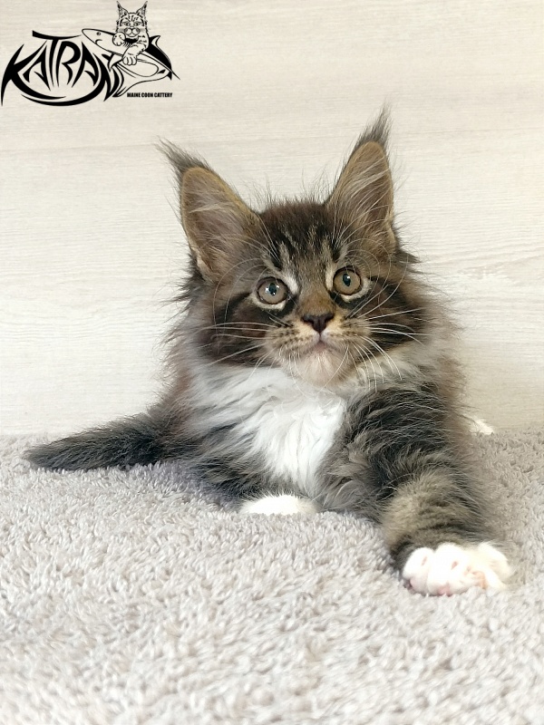 Katran Fleur - Kitten maine-coon 2 months