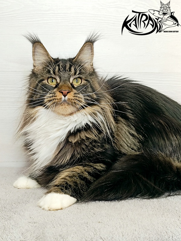Katran Fleur - Adult maine-coon 10 months 4 weeks