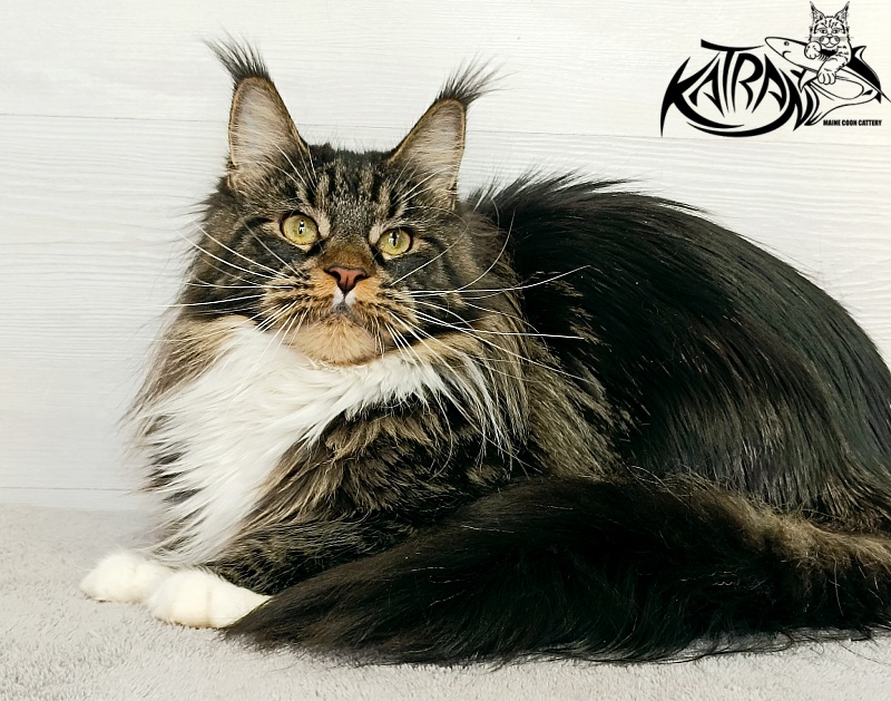 Katran Fleur - Adult maine-coon 10 months 4 weeks